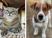 А кто ваше тотемное животное?