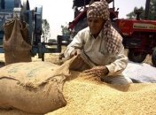 Индия ожидает рекордный урожай пшеницы в 2013 году