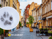 Дикое животное увидели в городе