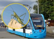 Сарана у вінницькому трамваї