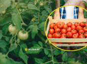 Урожай помідорів у вересні