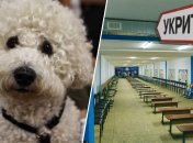 Четкие требования прописал Кабмин