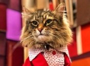 Умер знаменитый кот, сыгравший зомби в фильме "Кладбище домашних животных"