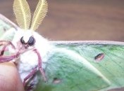 Имитация структуры глаз мотыльков усовершенствует солнечные батареи