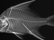 Существа Мирового океана сквозь лучи Рентгена (Фото)