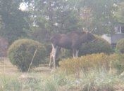 В Киеве заблудился лось