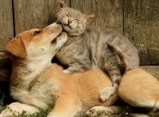 Сегодня отмечается Всемирный день животных