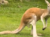 Ученые сделали сенсационное заявление о кенгуру