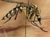 Уничтожение комаров спасет человечество от вируса Зика и других эпидемий