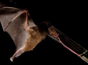 В джунглях Амазонки найдено существо с самым длинным языком