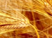 Аграрная биржа планирует начать торги на спотовом рынке