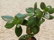 Вылечит все: удивительные свойства денежного дерева