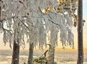 Погода в Украине на сегодня: снежно будет почти во всех областях