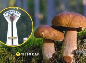 Винниччина богата грибами