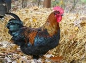 Петух-убийца: в Индии птица зарезала своего хозяина (Фото)