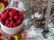 Малина виросте великою та солодкою