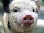 Малыш - Кабанчик