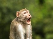 Оголошено переможців конкурсу Comedy Wildlife Photography Awards-2021