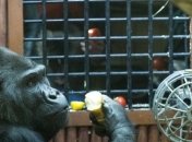 Реконструкция первой очереди зоопарка в Киеве завершится этой весной