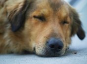 Ілюстрація