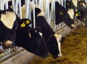 Украина запретила ввоз кормов и зерна из России