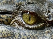 Не коалами едиными: веские причины не ехать в Австралию 