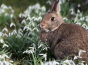 Синоптики рассказали, когда в Украину придет весеннее потепление