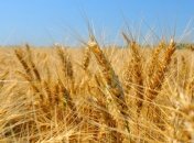 С декабря правительство может ввести запрет на экспорт пшеницы