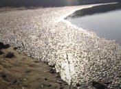 Берег усеян дохлой рыбой: в сеть попало видео нового экологического ЧП в России 