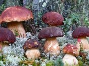 Грибы помогут лечить вирусы