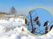 Омелюхи на Волині