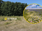 Поле с цветами