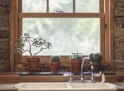 Комнатные растения, которые отлично подойдут для "сердца" квартиры