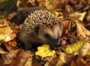 Синоптик озвучил прогноз погоды на сентябрь 2023