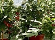 Житель Полтавской области "кормил" коноплей домашнюю птицу