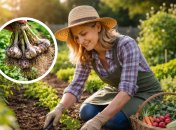 Высадка чеснока