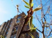 Прогноз погоды на 9 апреля: синоптики обещают Украине потепление