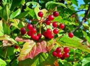 С Трофима начинали собирать калину