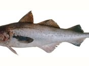 В чем причина исчезновения минтая у берегов Южной Кореи?