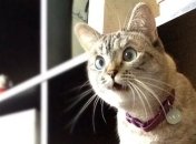 Каким знакам Зодиака повезет в января 2023 года