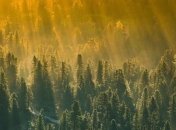 Традиционные методы уже неэффективны: новая лесная противопожарная система будет работать за счет деревьев