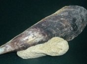 Туриста арестовали за вывоз ракушки из Хорватии