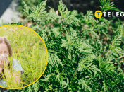 Пилок амброзії є алергеном