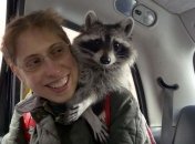 Самый умный и забавный енот в мире, который умеет кататься на велосипеде 