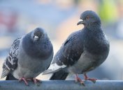 путинский режим продолжает шокировать своей абсурдной пропагандой