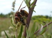 Рой шершней атаковал жилой дом 