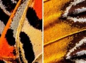 Завораживающие крылья бабочек: микроснимки с немыслимыми узорами (Фото)