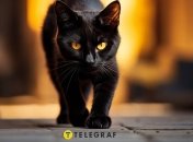 Черные коты могут стать хорошей приметой