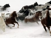 Мустанг - исчезающее чудо природы