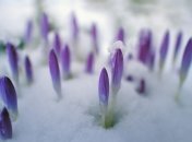 Через несколько недель украинцы будут встречать весну